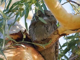 Tawny Frogmouth - ML573772811