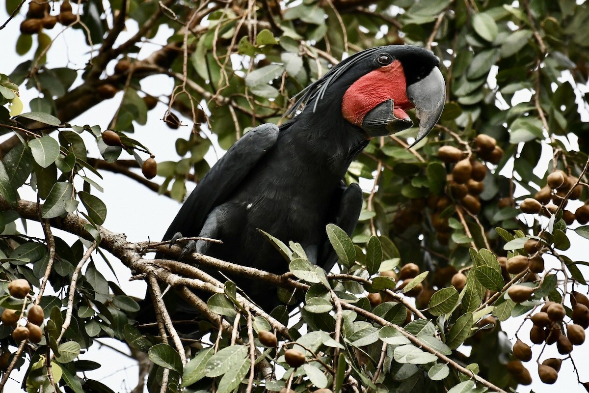 Palm Cockatoo - ML573772861