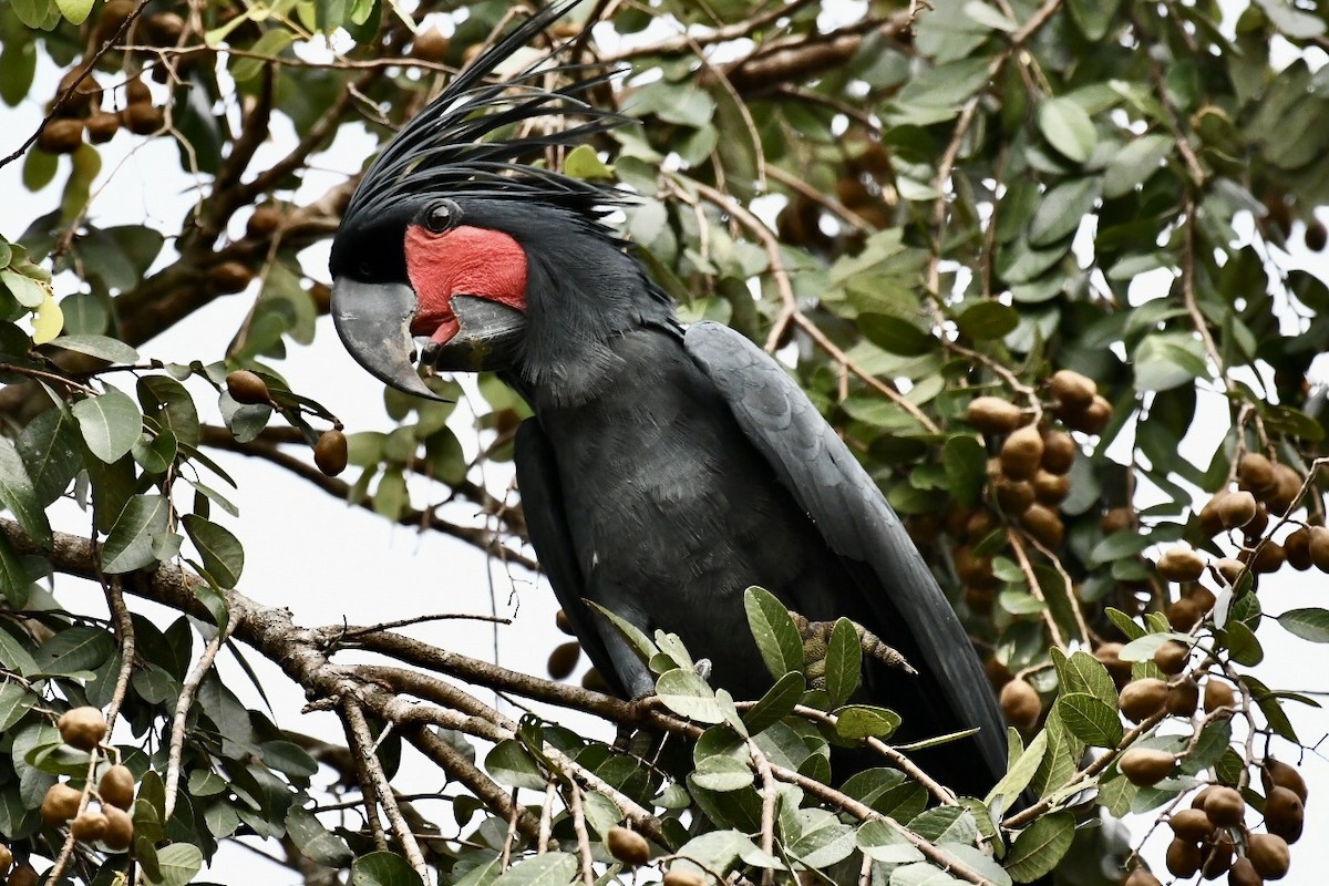 Cacatúa Enlutada - ML573772881