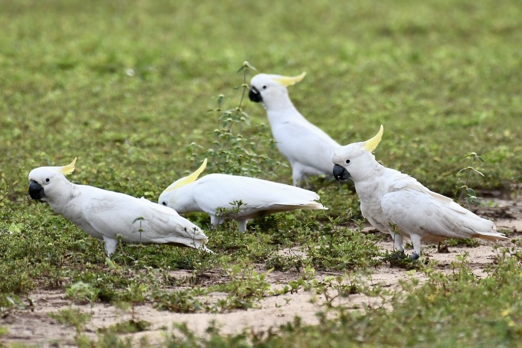 Sulphur-crested Cockatoo - ML573772991