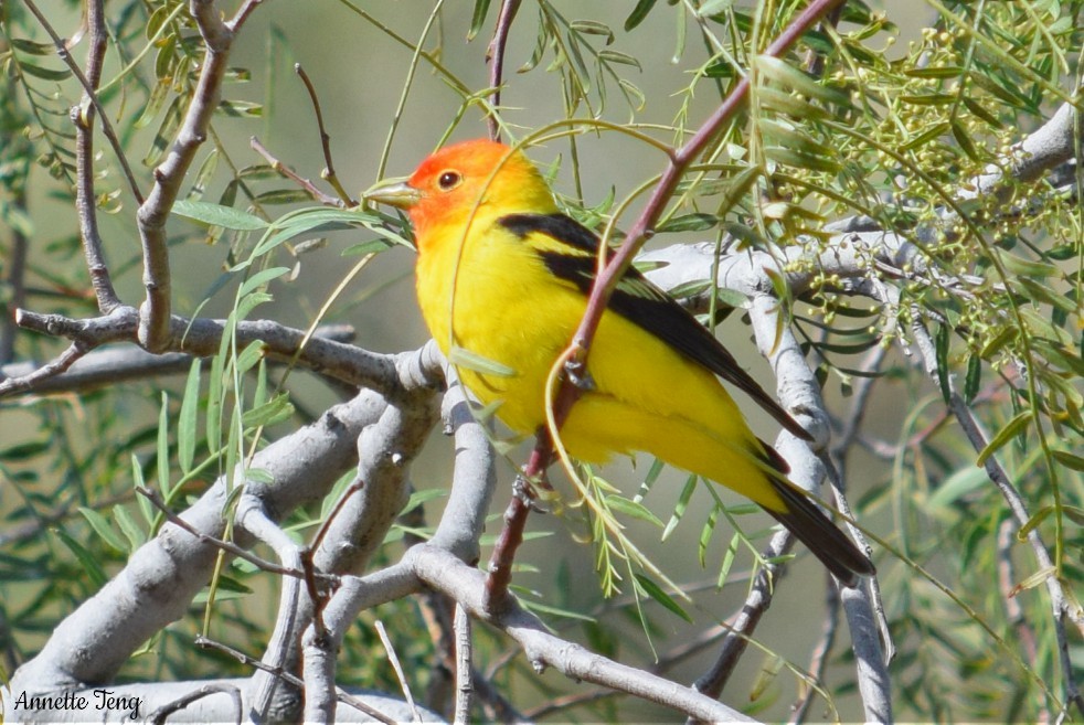 Western Tanager - ML57377361