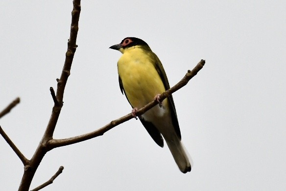 Australasian Figbird - Russell Waugh