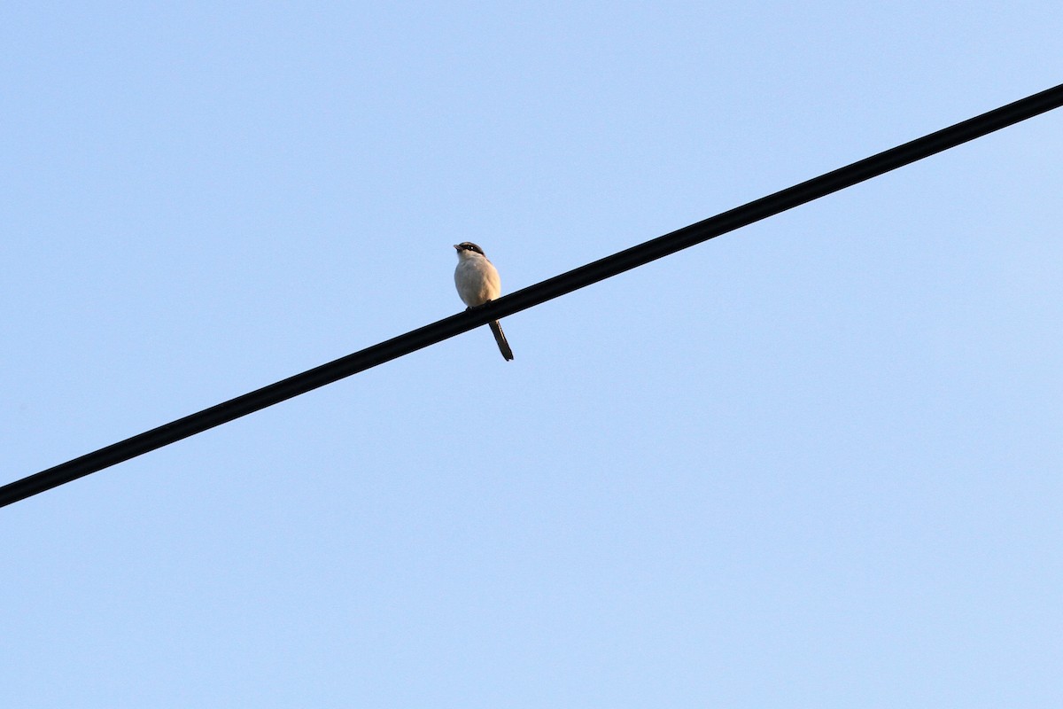 Loggerhead Shrike - Lila Gandy