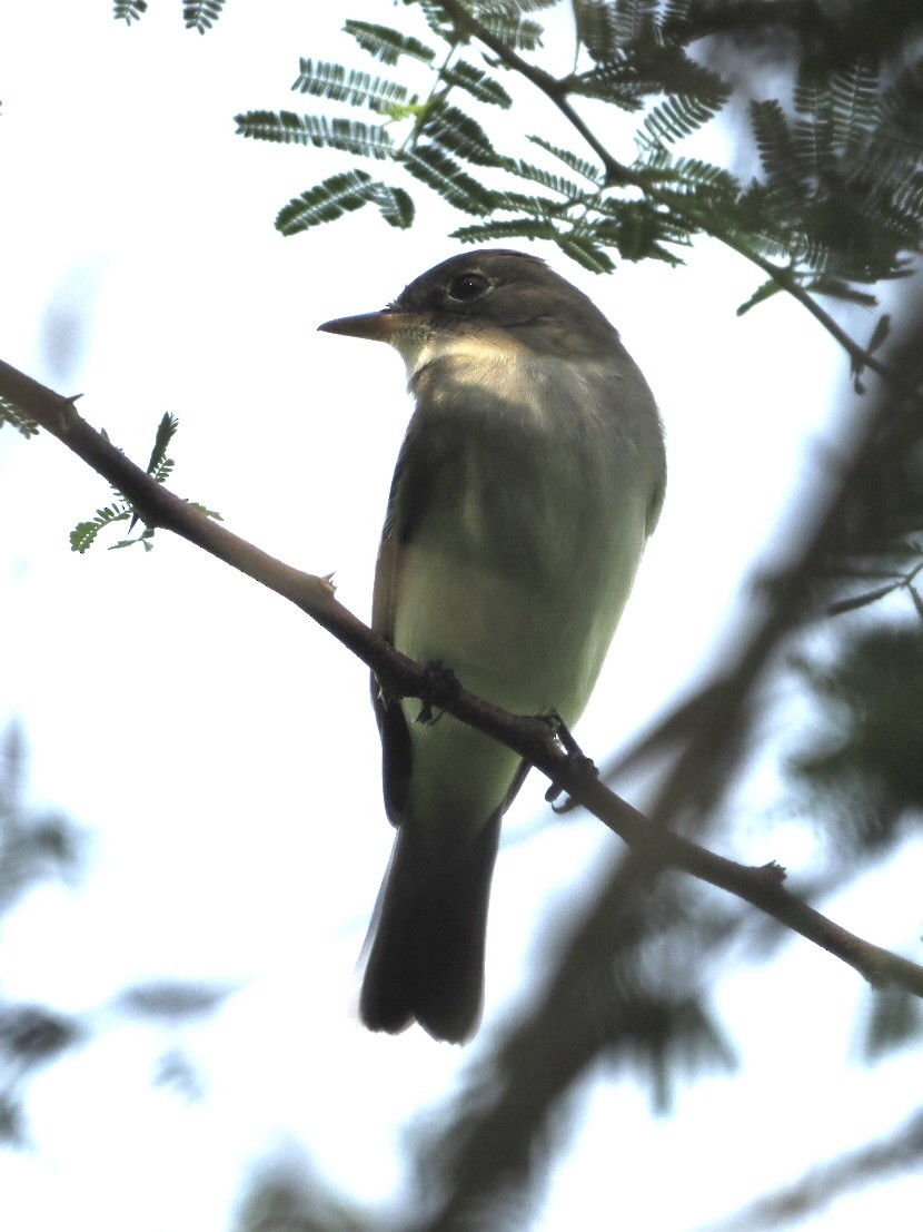 Alder Flycatcher - ML573776141