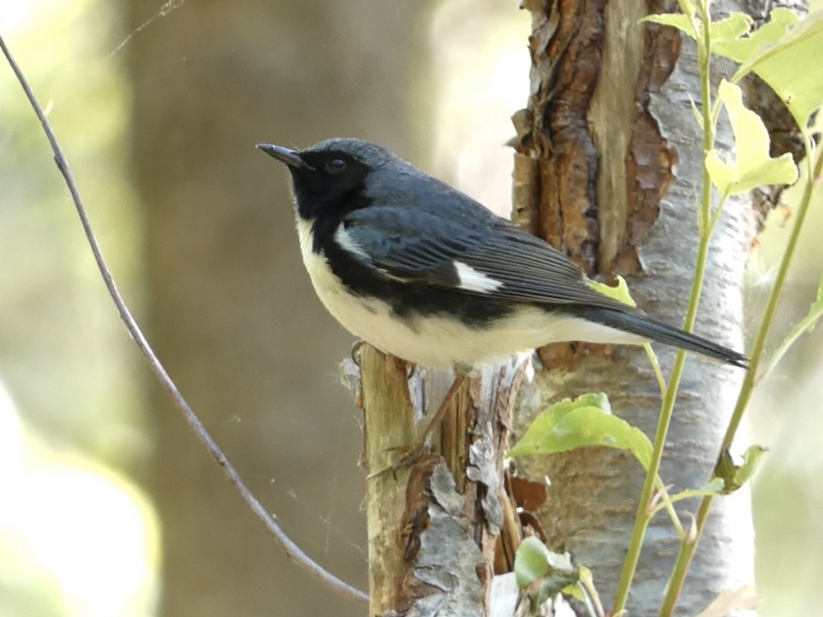 Black-throated Blue Warbler - ML573776531
