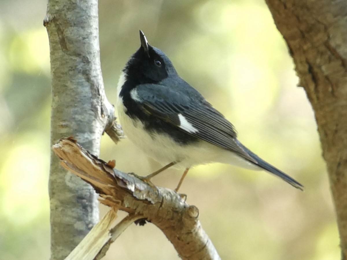 Black-throated Blue Warbler - ML573776551
