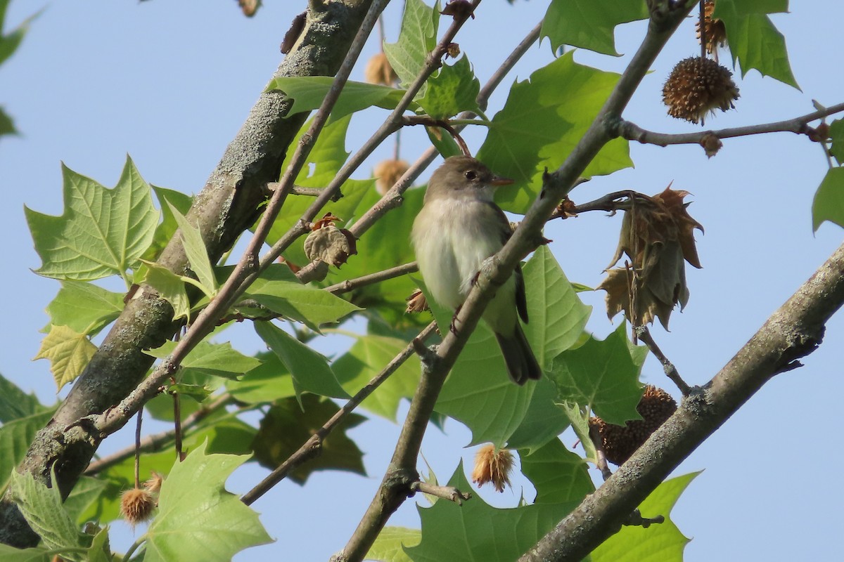 Weidenschnäppertyrann - ML573777471