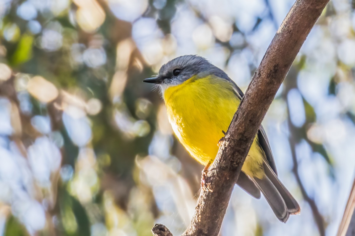 Eastern Yellow Robin - ML573777771