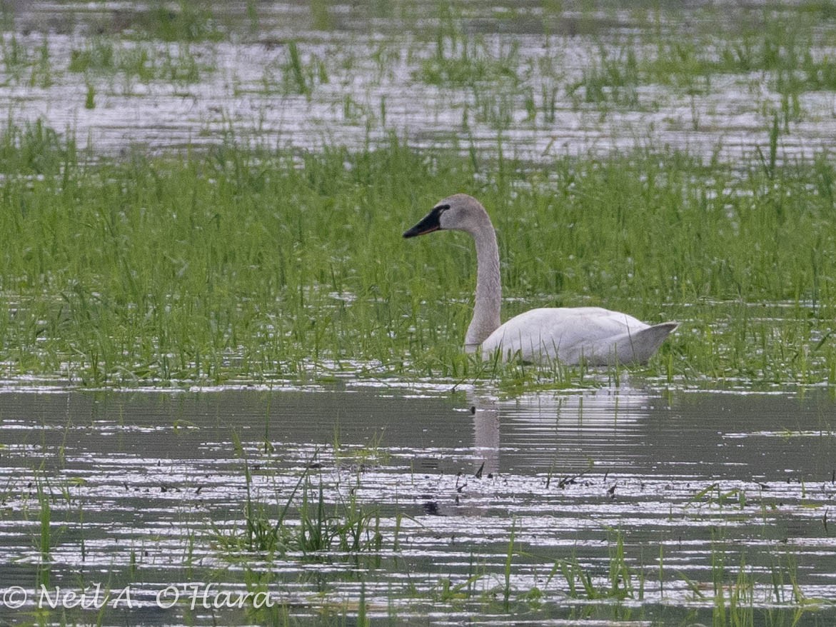 Tundra Swan - ML573779671