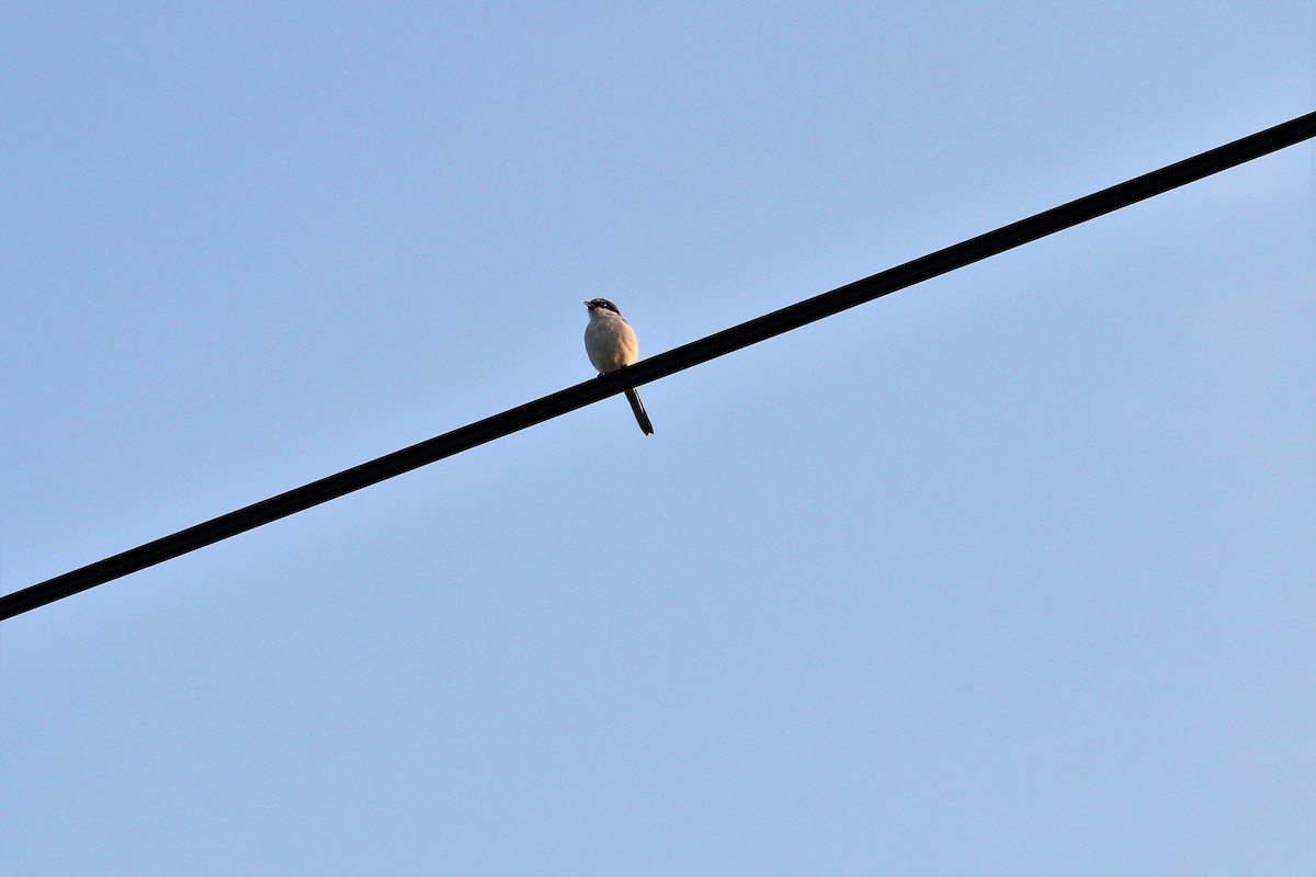 Loggerhead Shrike - Lila Gandy