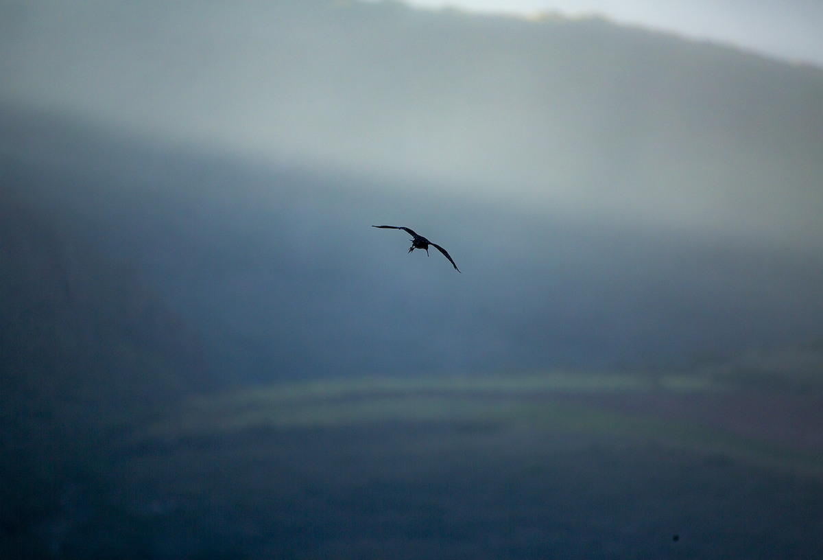 ibis andský - ML573781961