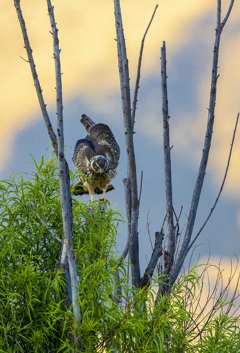 Cinereous Harrier - ML573782491