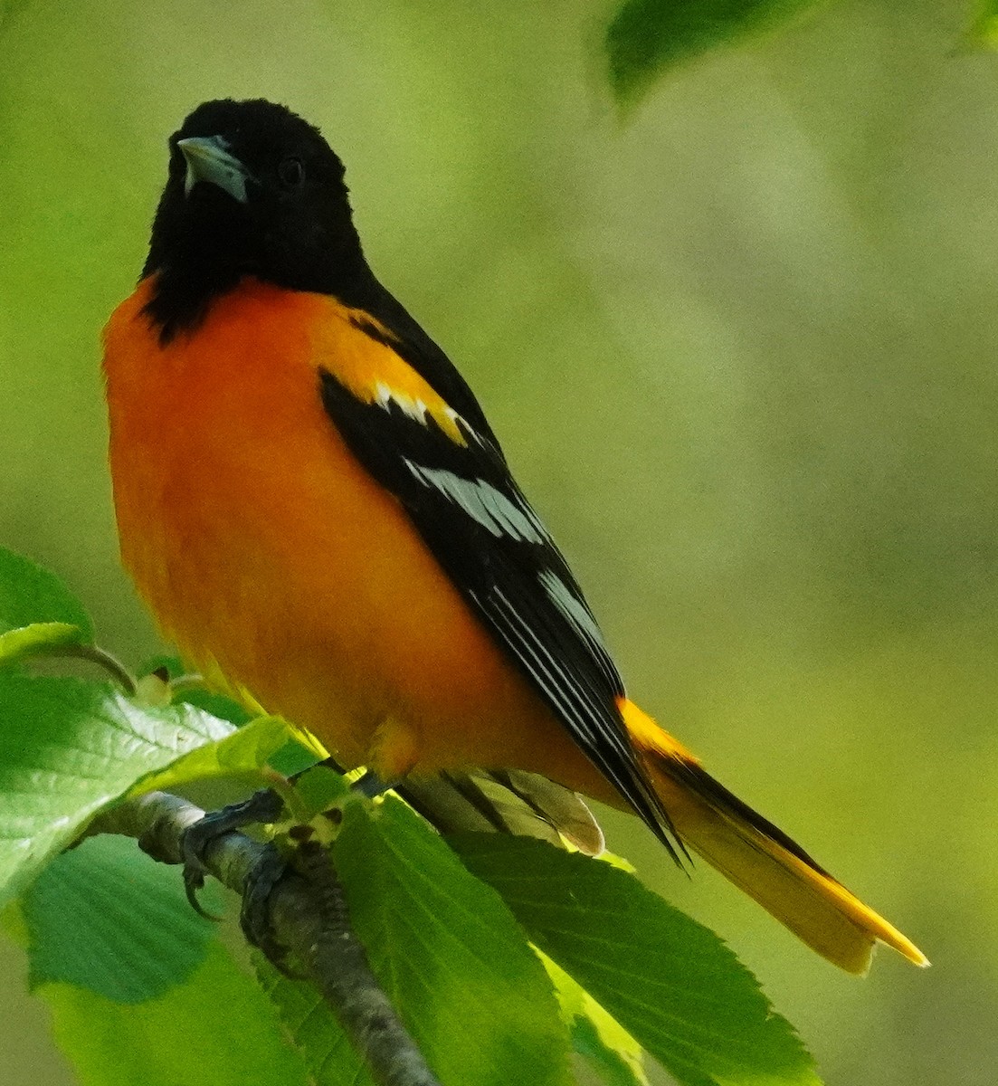 Baltimore Oriole - Gary Fogerite