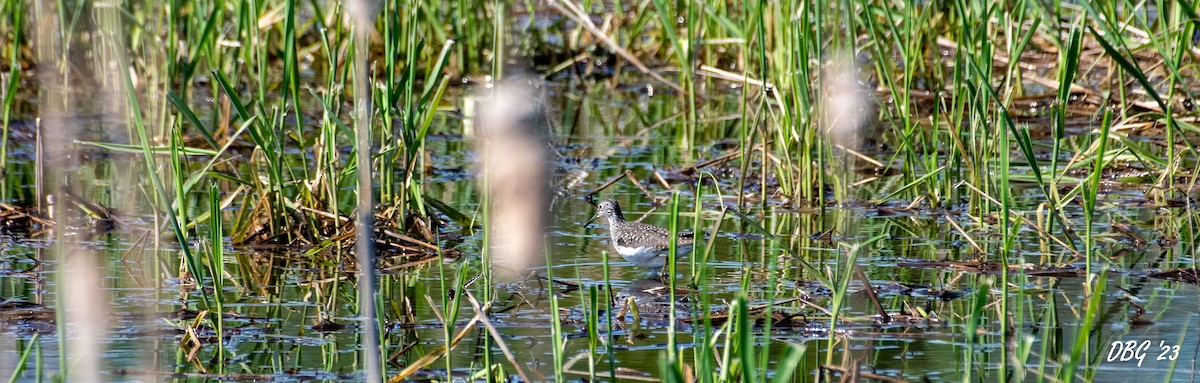 Solitary Sandpiper - ML573783201