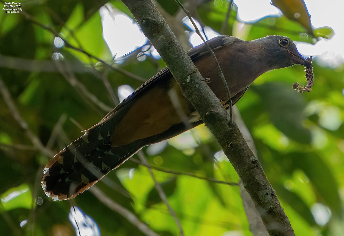 Brush Cuckoo - ML573784491