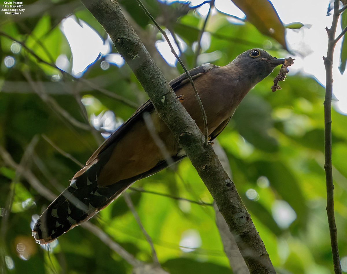 Brush Cuckoo - ML573784511