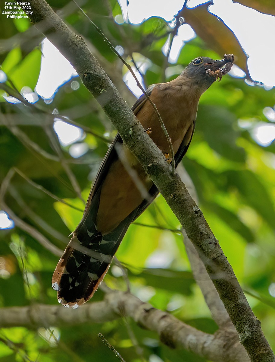 Brush Cuckoo - ML573784521