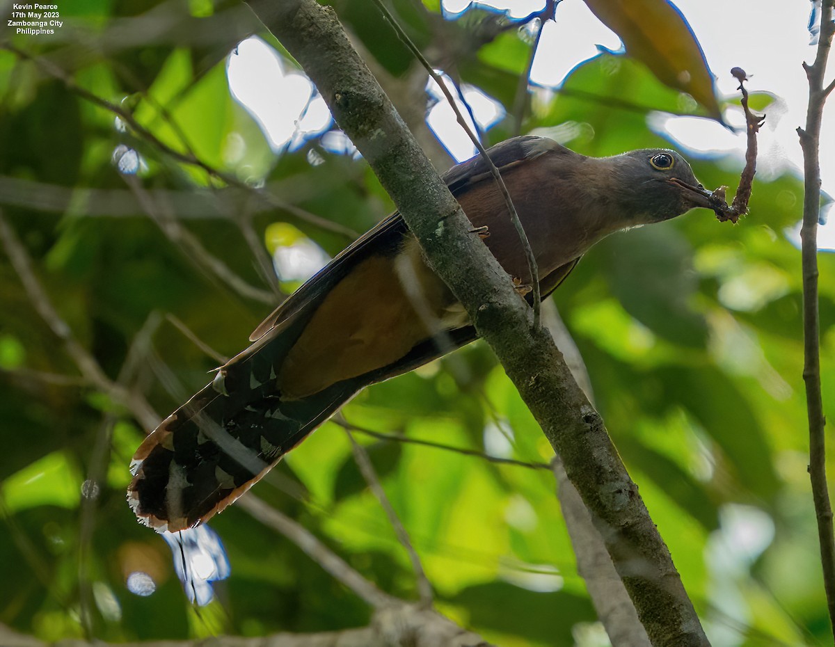 Brush Cuckoo - ML573784531