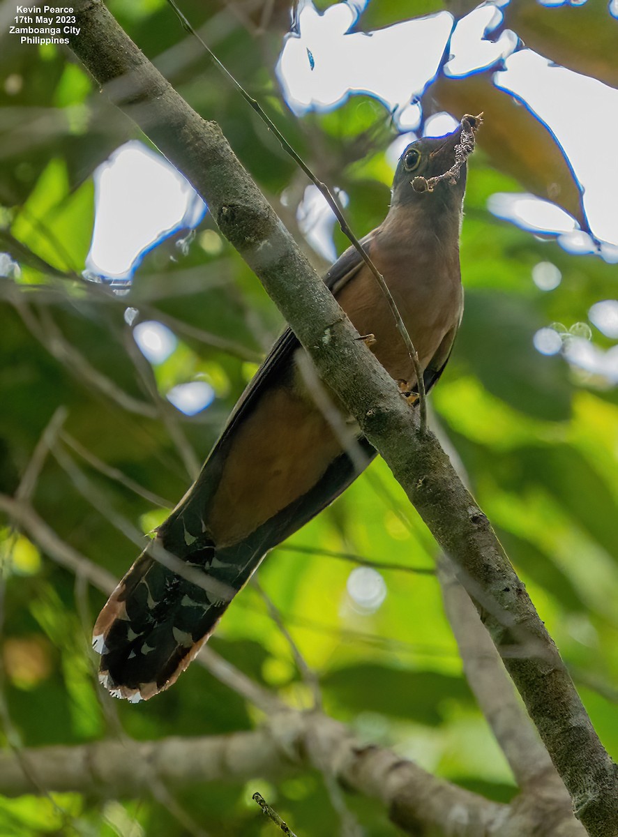 Brush Cuckoo - ML573784541