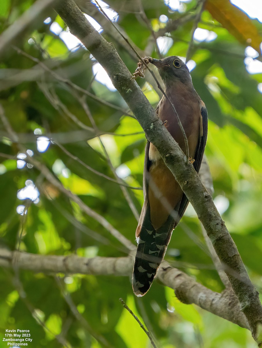 Brush Cuckoo - ML573784551