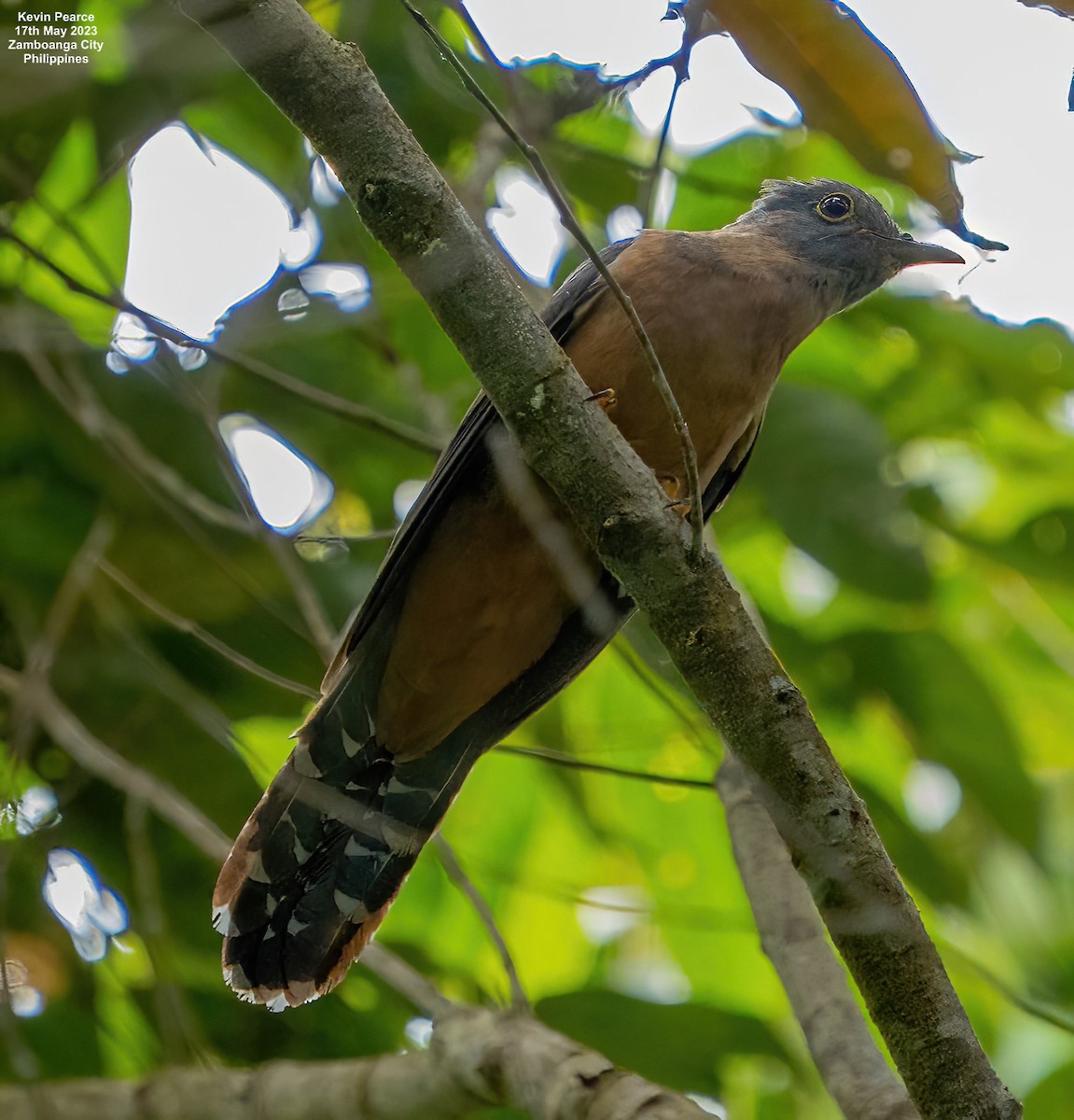 Brush Cuckoo - ML573784561