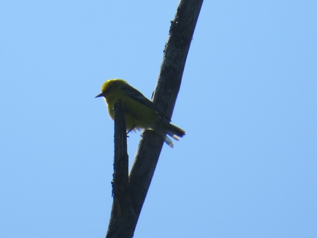 Blue-winged Warbler - ML573785531