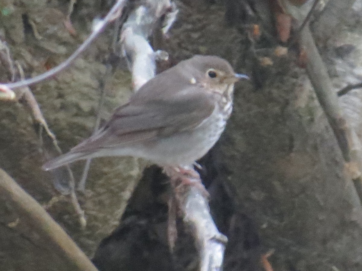 Swainson's Thrush - ML573785691