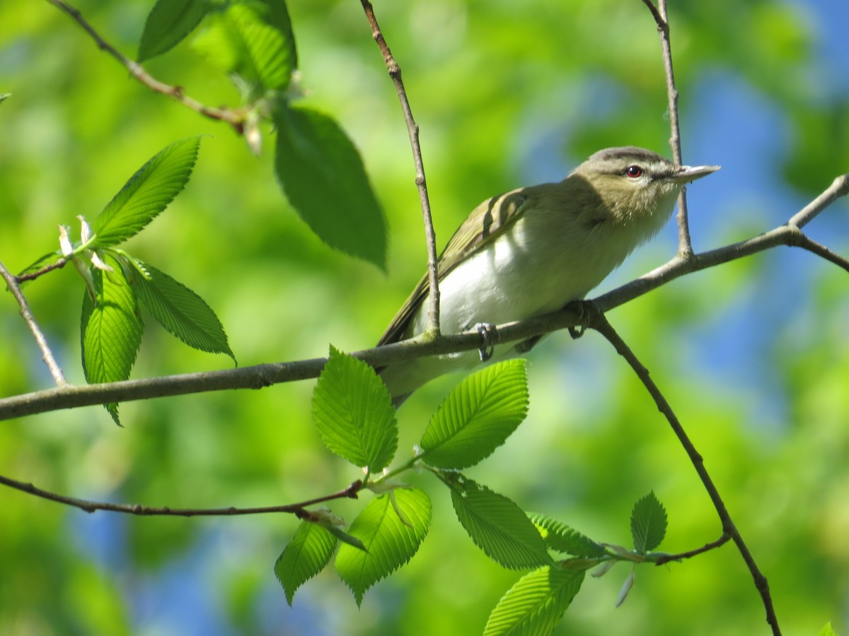 Kızıl Gözlü Vireo - ML573785971