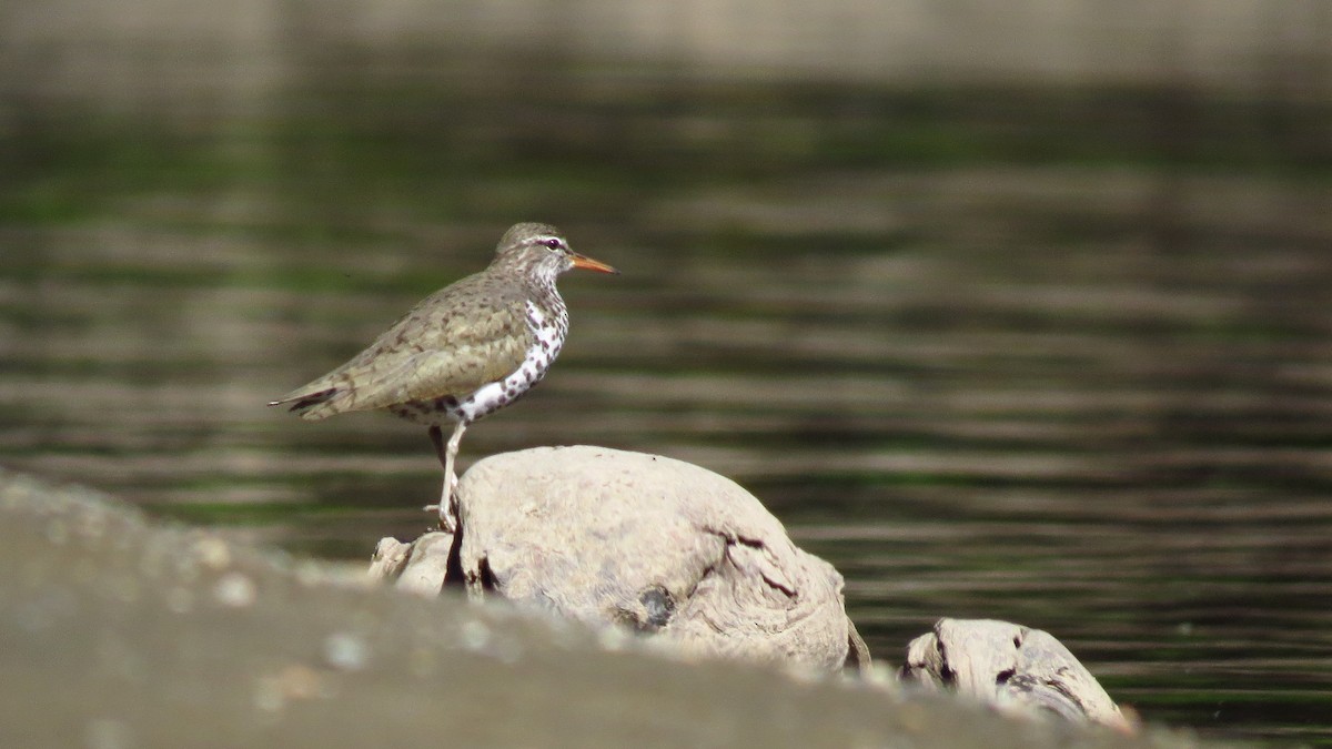 Spotted Sandpiper - ML573786951