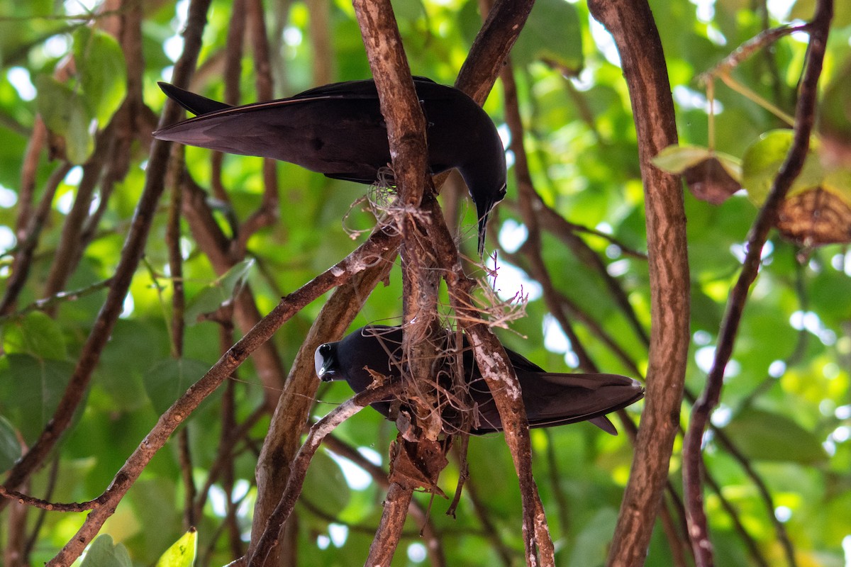 Black Noddy - ML573787701