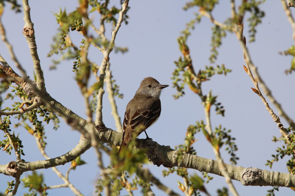 Ash-throated Flycatcher - ML573787791