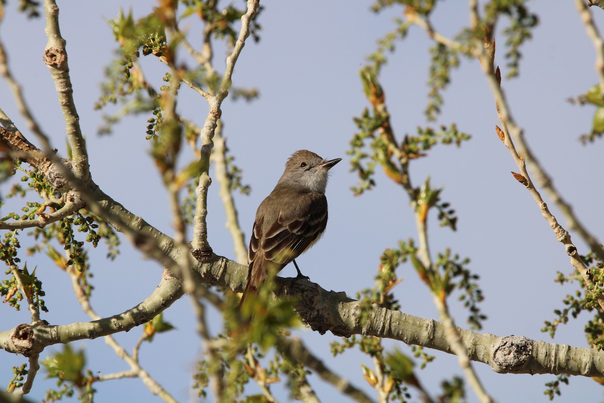 Ash-throated Flycatcher - ML573787871