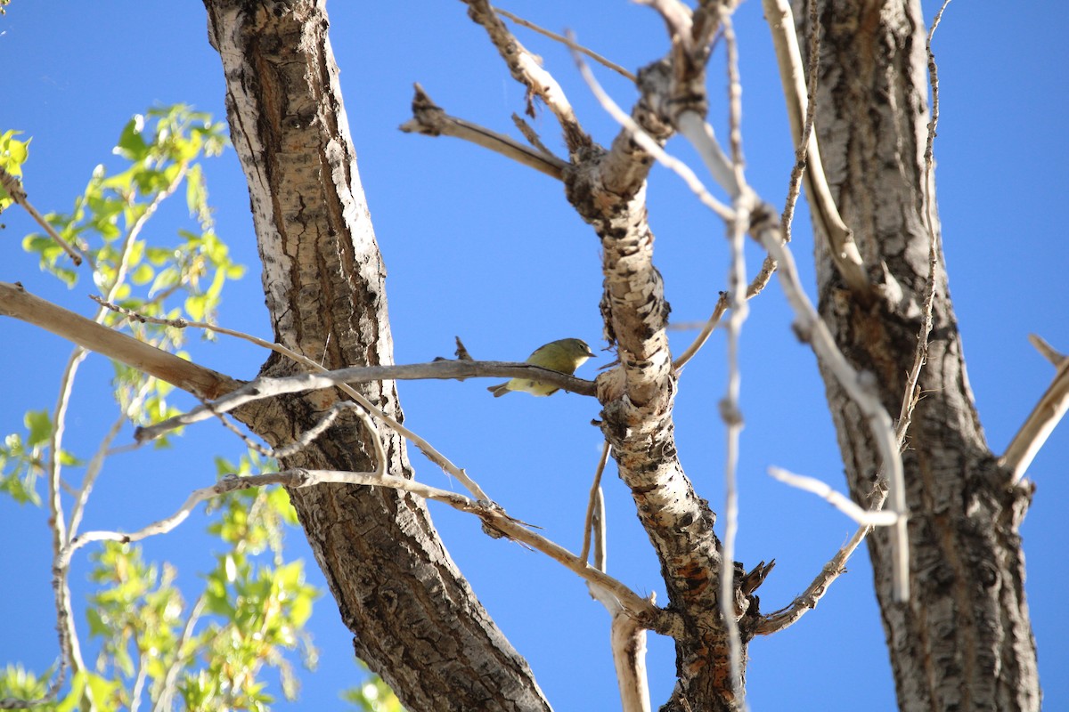 Tennessee Warbler - ML573788771