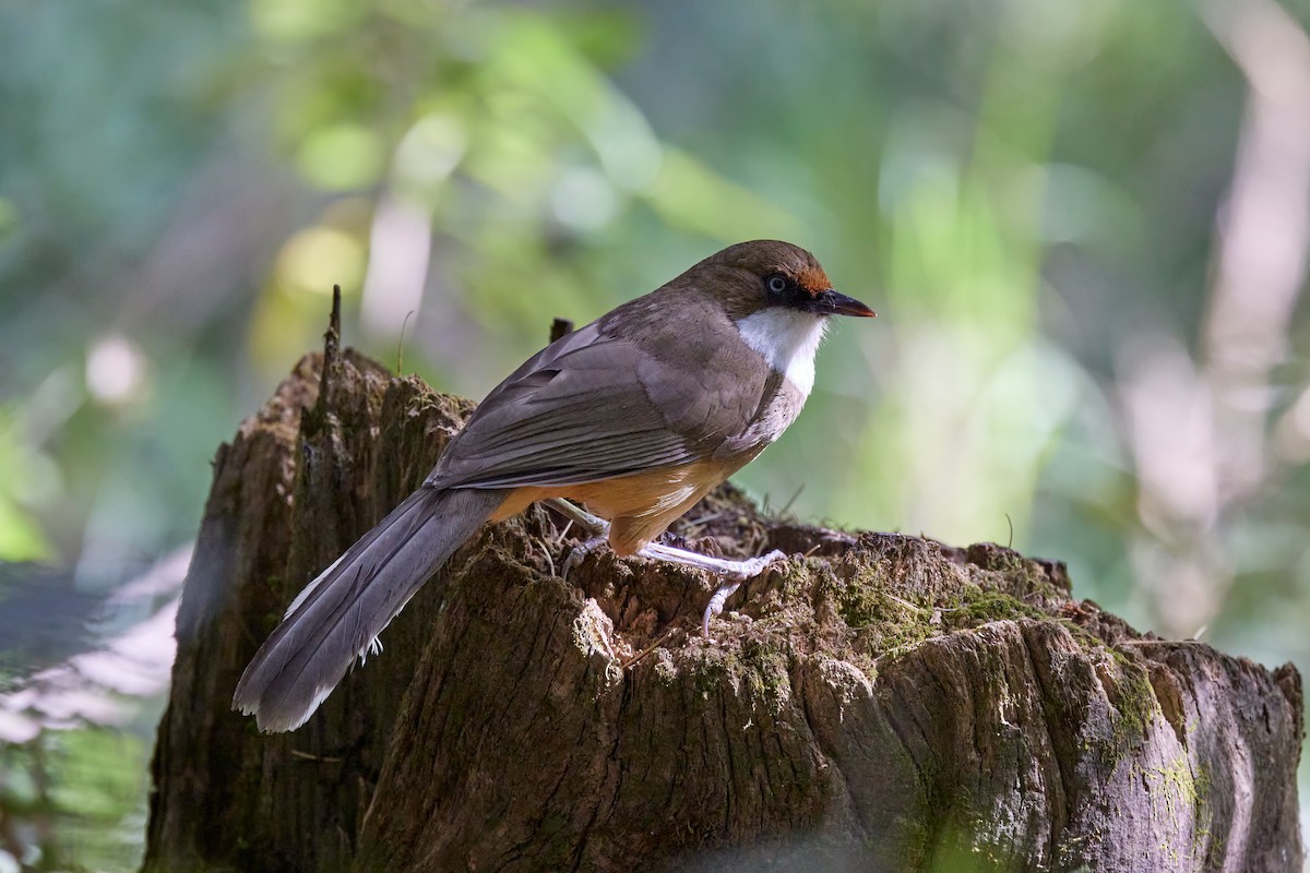 White-throated Laughingthrush - ML573789171