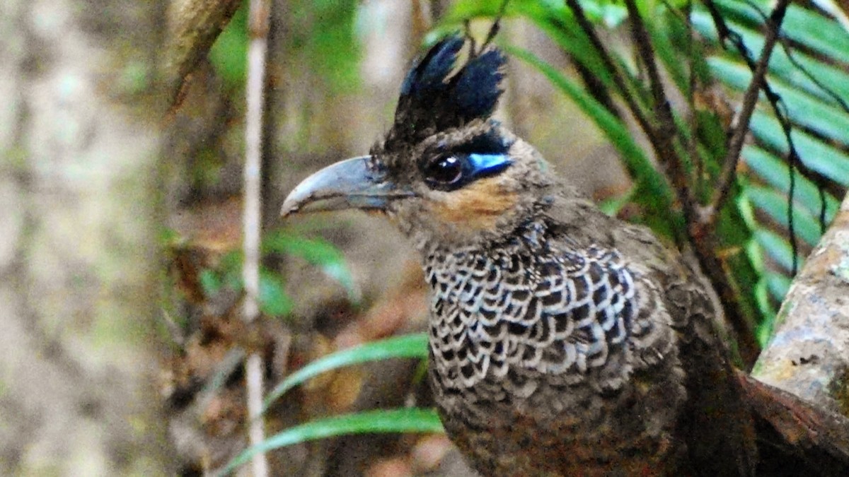 Scaled Ground-Cuckoo - ML573789261