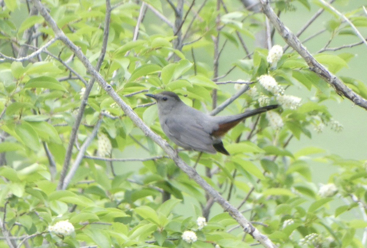 Gray Catbird - Dan Zmolek