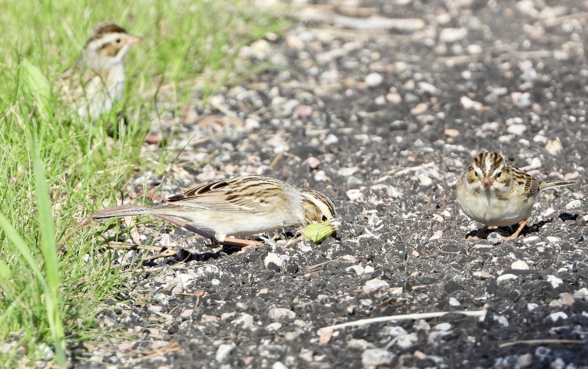 Clay-colored Sparrow - ML573790991