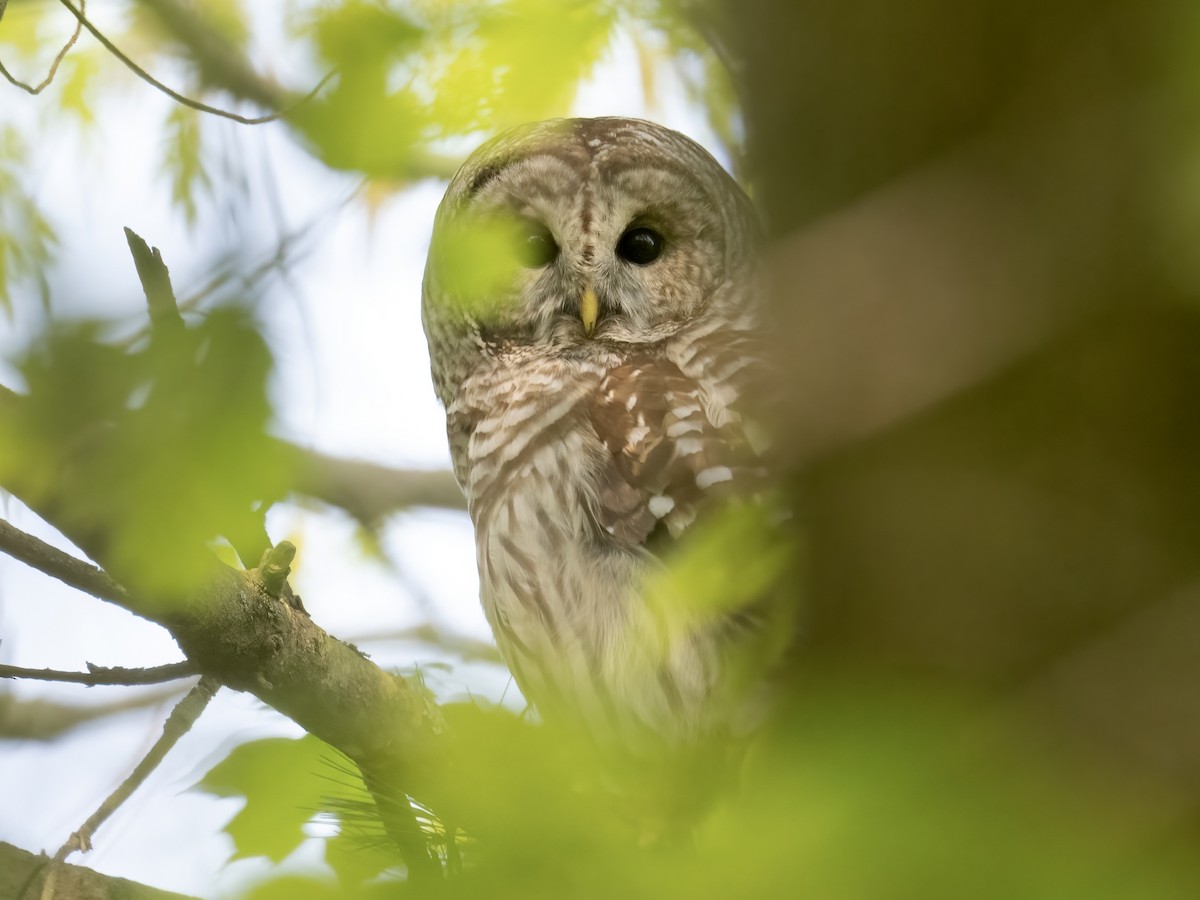 Barred Owl - Tori Martel