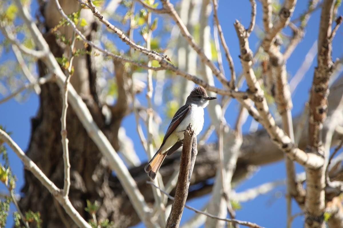 Ash-throated Flycatcher - ML573792861