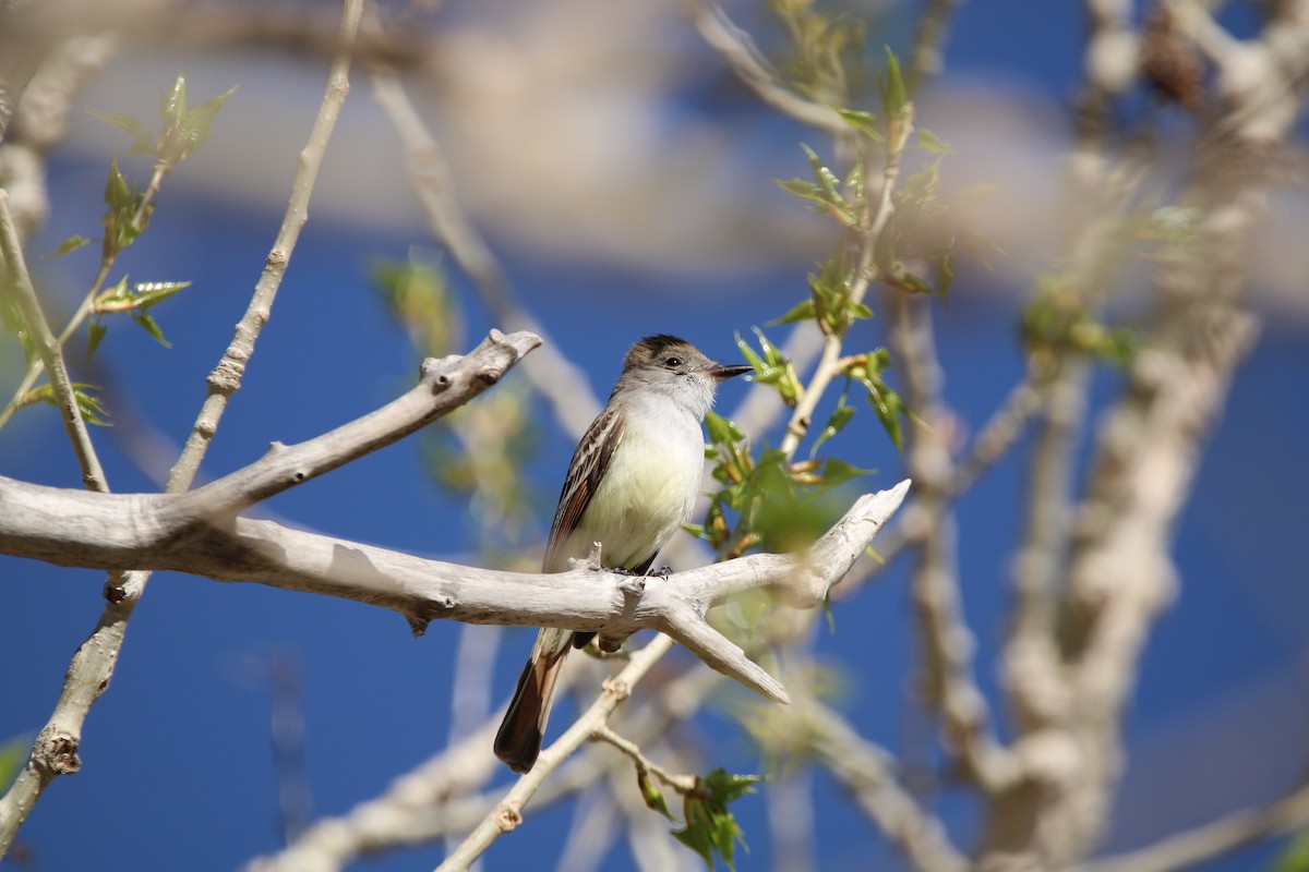 Ash-throated Flycatcher - ML573793021
