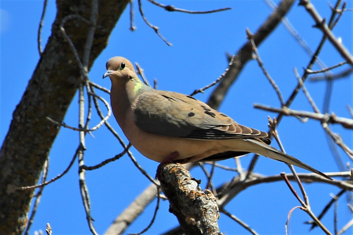 Mourning Dove - Rose Kuzina