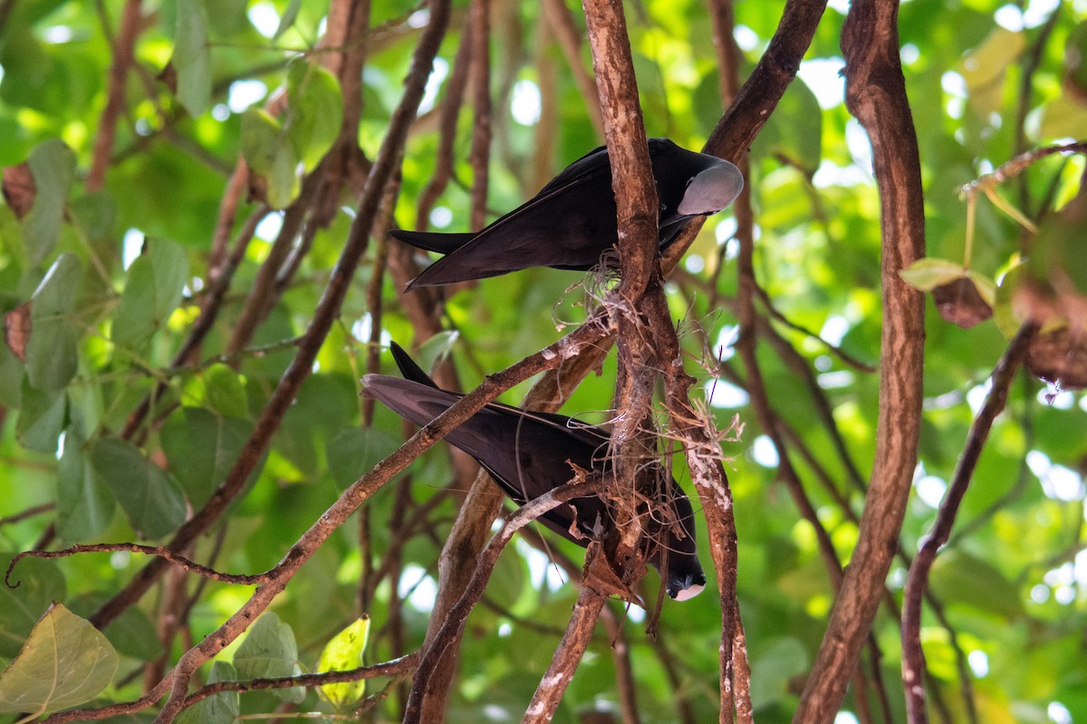 Black Noddy - ML573796181