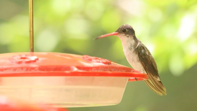 Violet-crowned Hummingbird - ML573796451