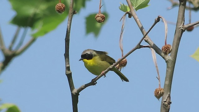 Paruline masquée - ML573796851