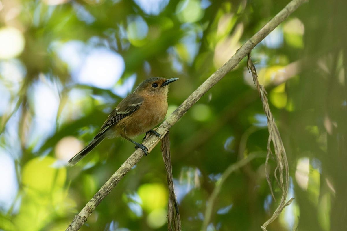 Monarca de Tinian - ML573797131