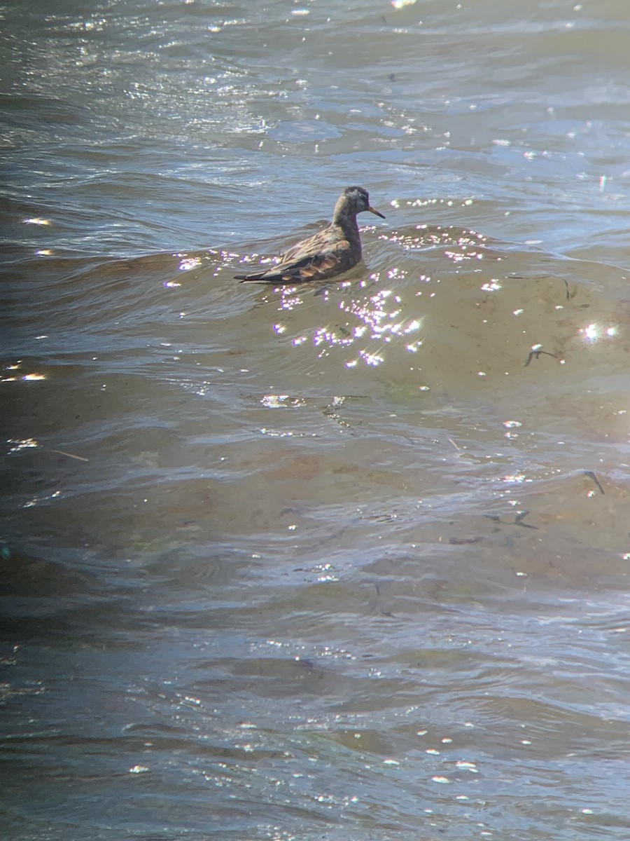 Red Phalarope - Elizabeth Axley