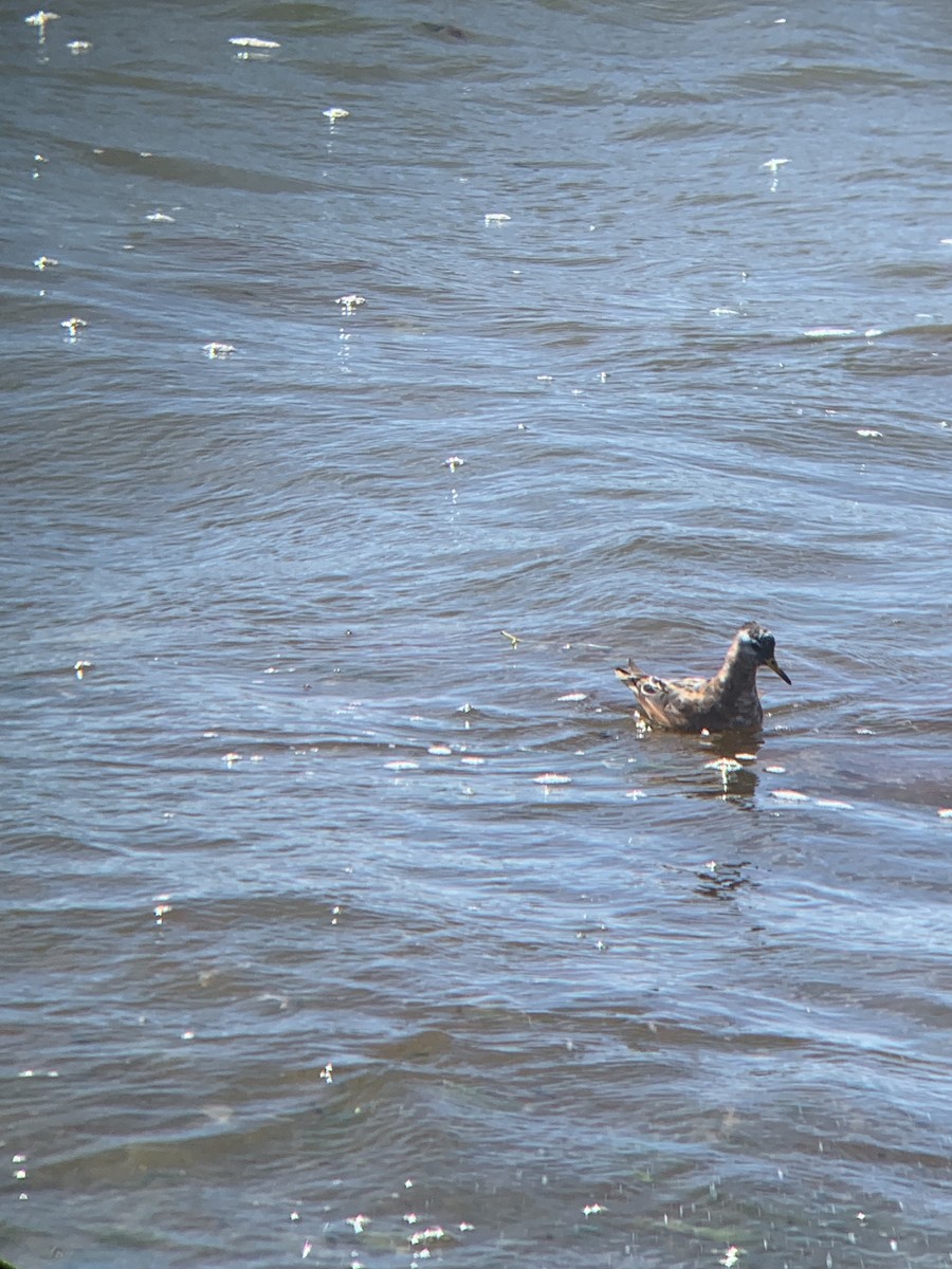 polarsvømmesnipe - ML573797301