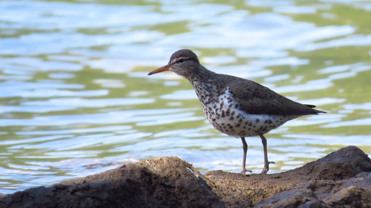 Spotted Sandpiper - ML573797491