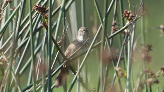 Grauer's Swamp Warbler - ML573797691