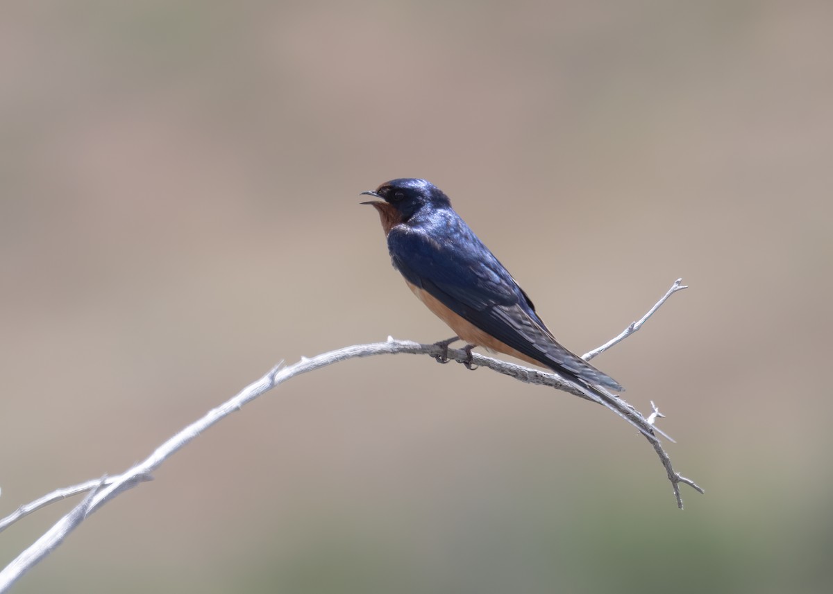 Barn Swallow - Verlee Sanburg